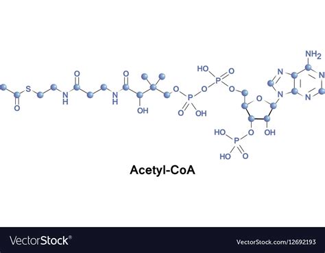 acetyl coenzym a